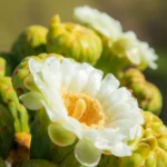 Arizona-Sonora-Desert-Museum_Desktop_AZ