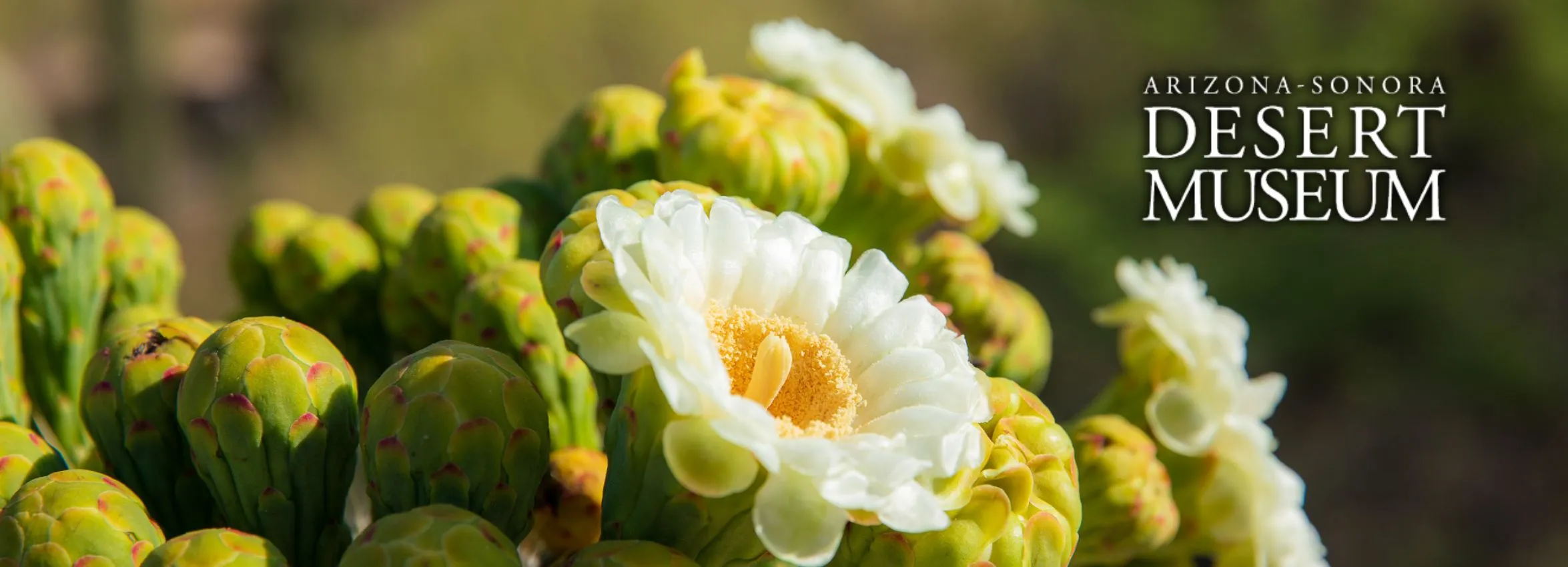 Arizona-Sonora-Desert-Museum_Desktop_AZ