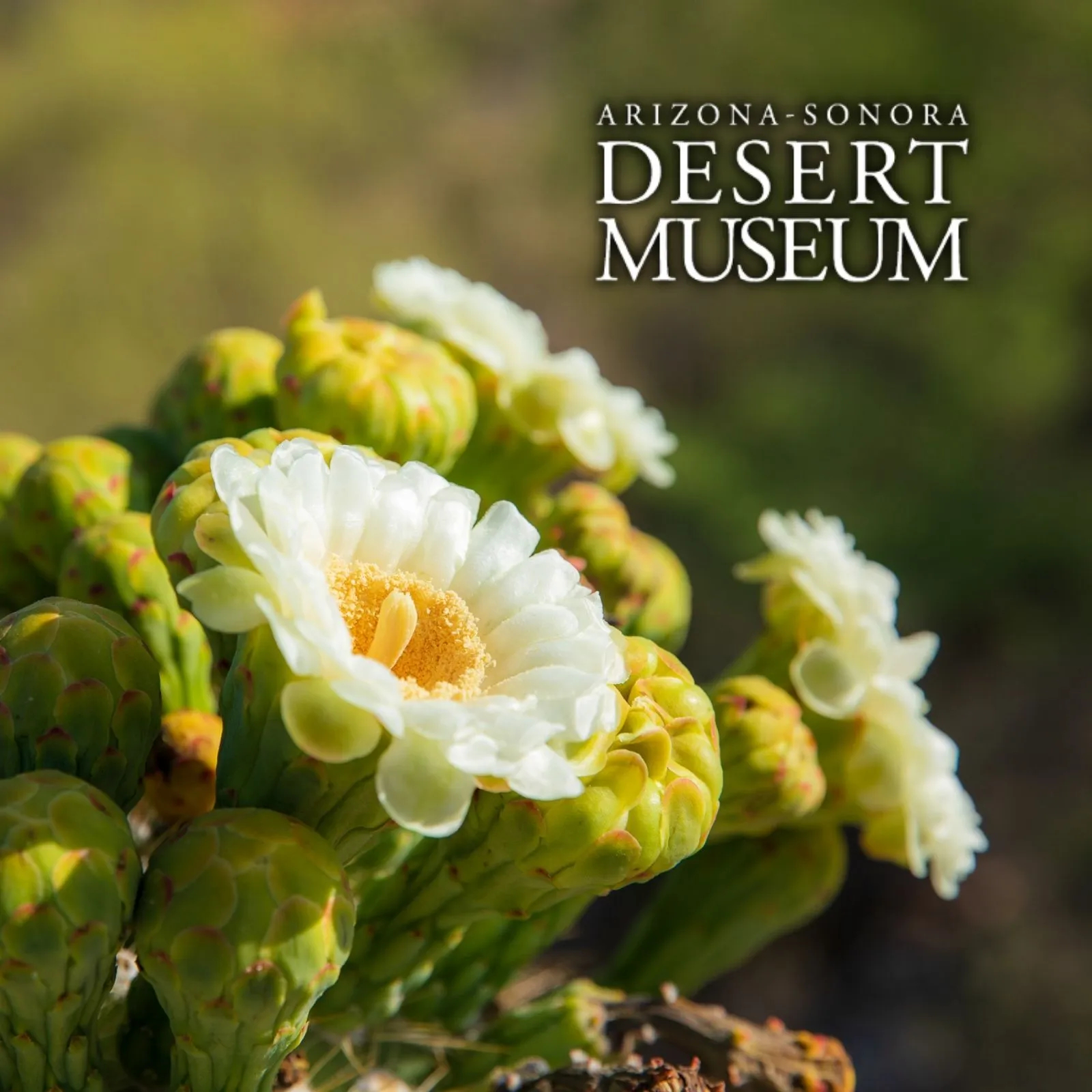 Arizona-Sonora-Desert-Museum_Mobile_AZ