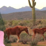 Jonna-Baker-and-Associates-Realty_Desktop_AZ