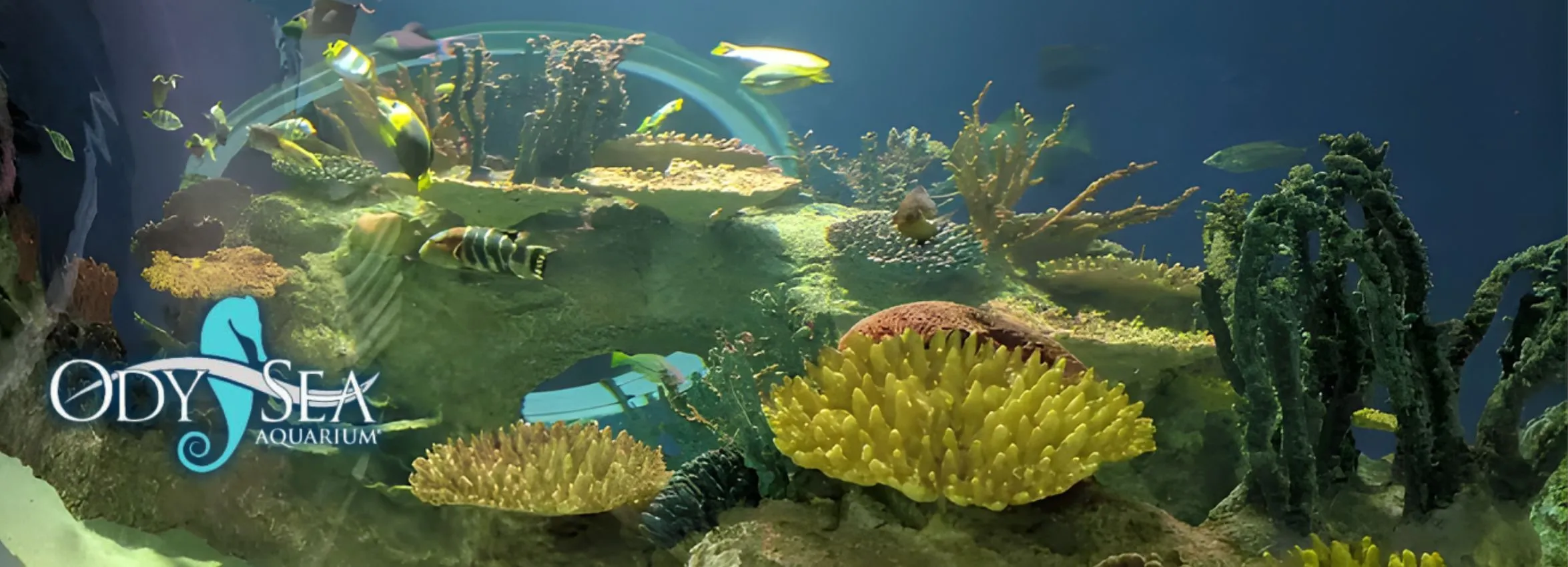 Odysea-Aquarium_Desktop_AZ