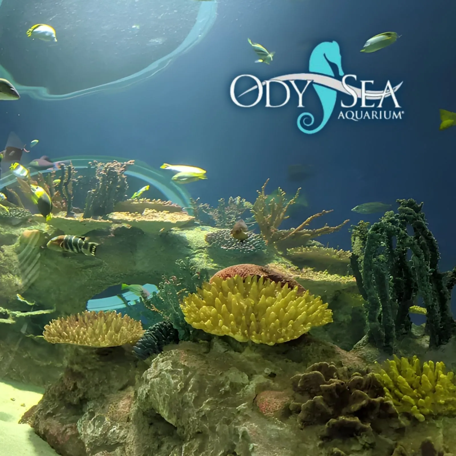 Odysea-Aquarium_Mobile_AZ