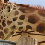 Out-of-Africa-Wildlife-Park_Desktop_AZ