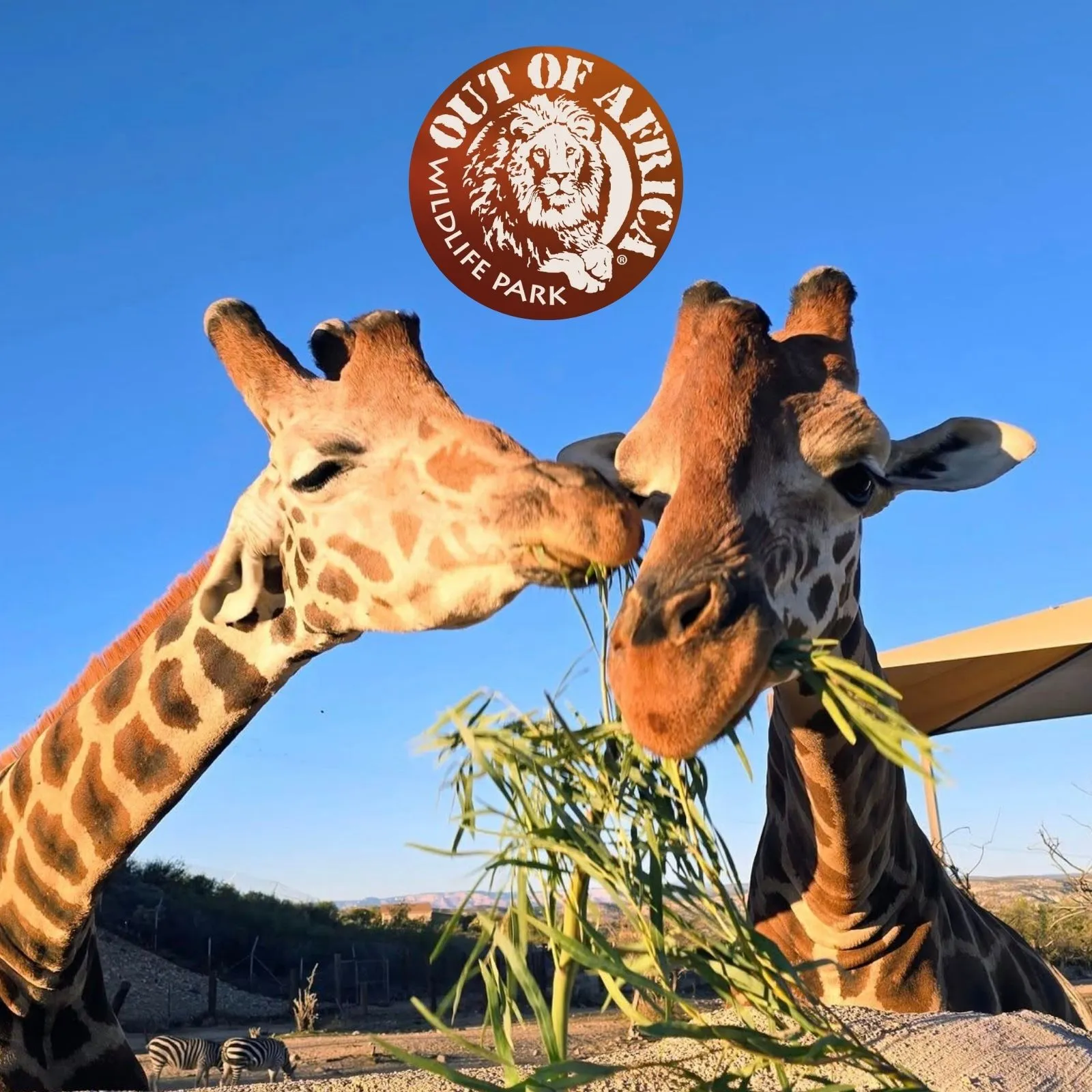 Out-of-Africa-Wildlife-Park_Mobile_AZ