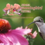 Sedona-Hummingbird-Festival_Desktop_AZ