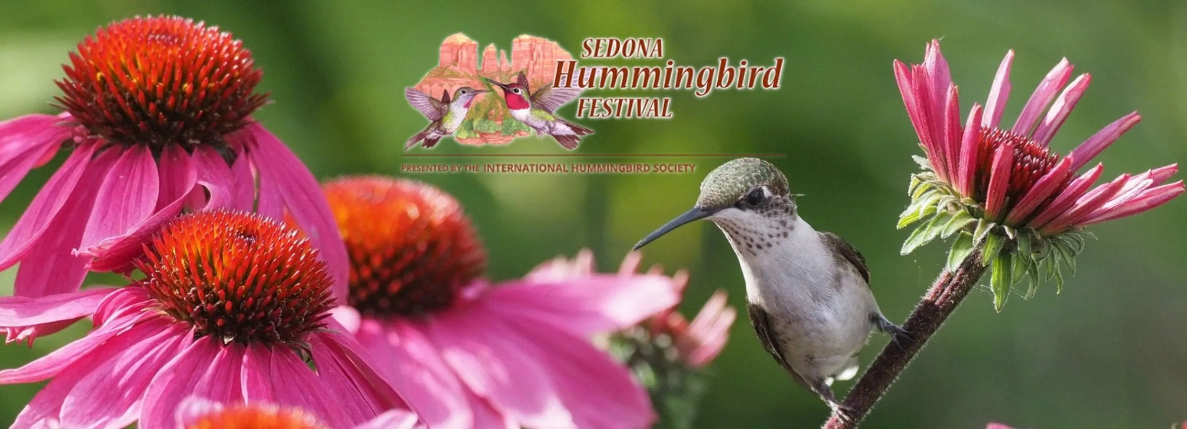 Sedona-Hummingbird-Festival_Desktop_AZ