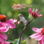Sedona-Hummingbird-Festival_Mobile_AZ
