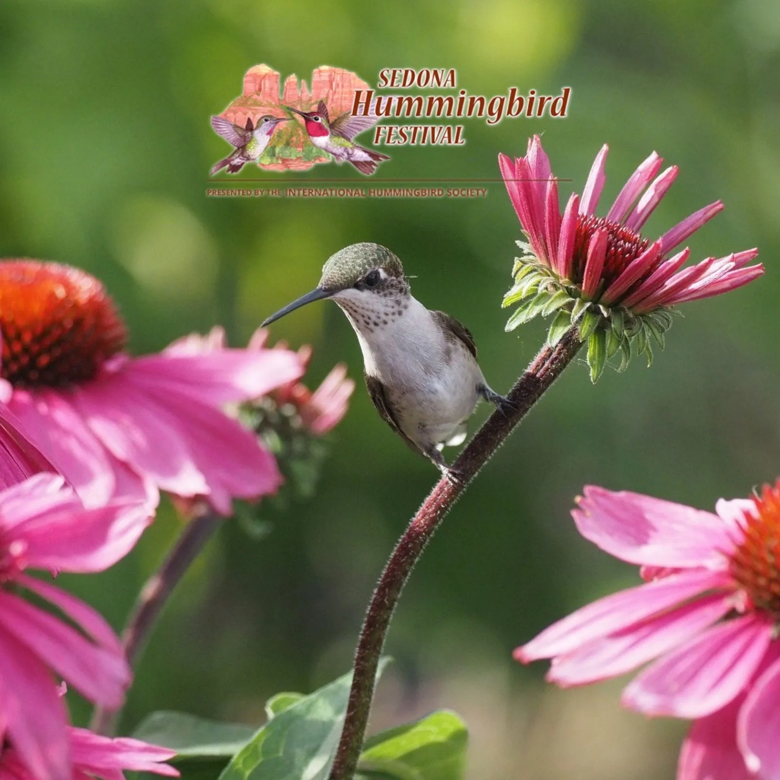 Sedona-Hummingbird-Festival_Mobile_AZ