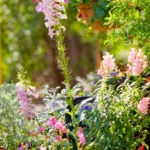 Tucson-Botanical-Gardens_Desktop_AZ