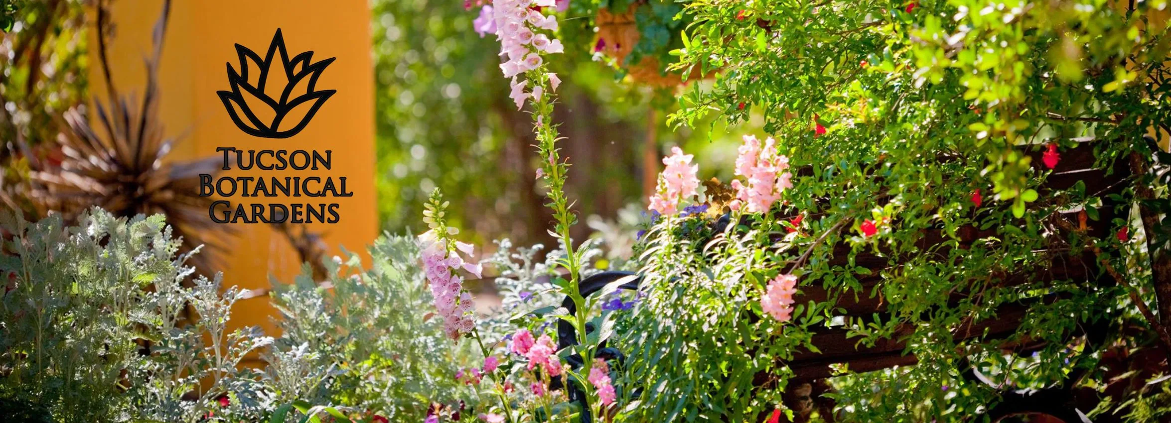 Tucson-Botanical-Gardens_Desktop_AZ
