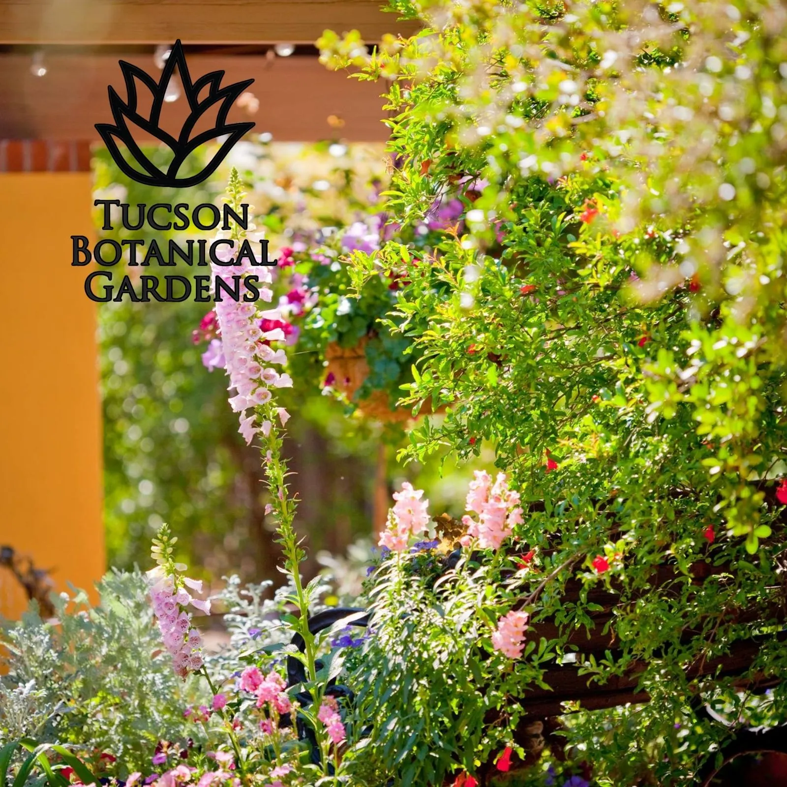 Tucson-Botanical-Gardens_Mobile_AZ