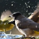 Verde-Valley-Birding-Festival_Desktop_AZ