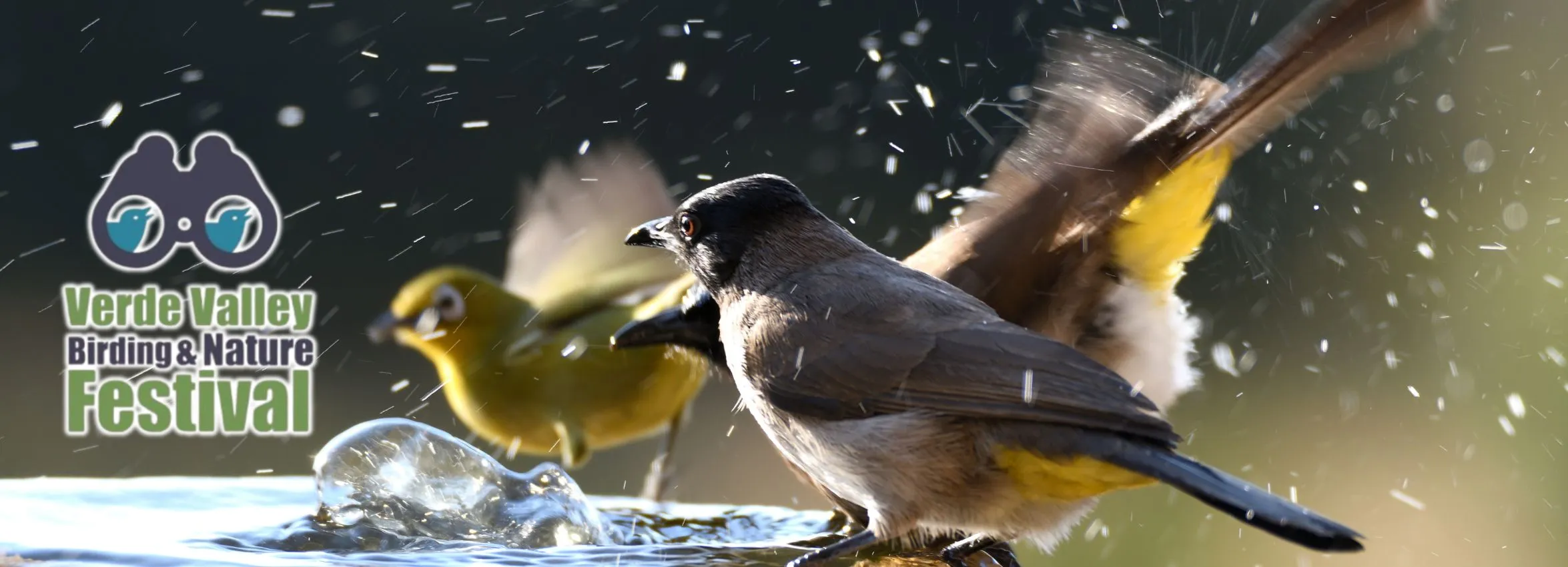 Verde-Valley-Birding-Festival_Desktop_AZ