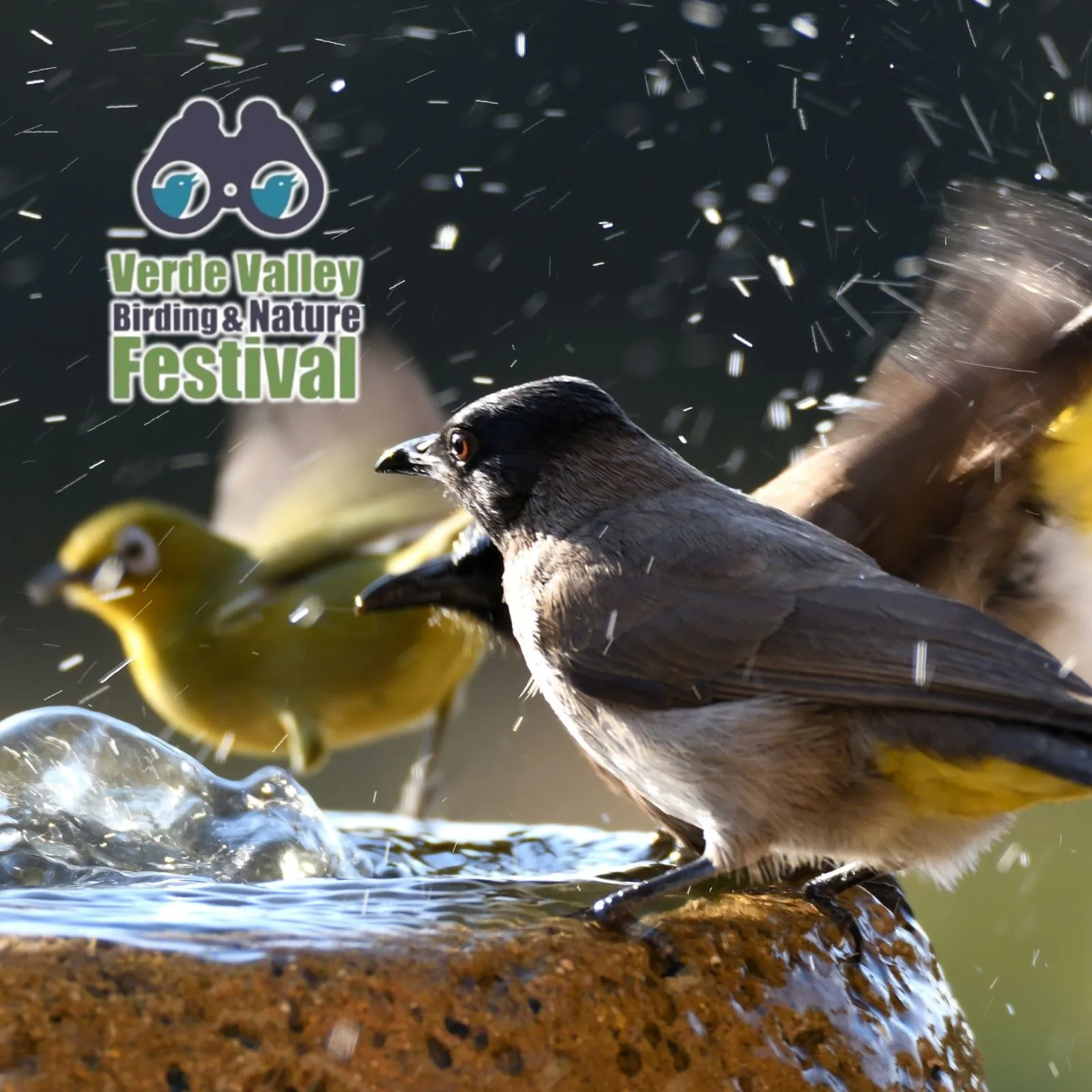 Verde-Valley-Birding-Festival_Mobile_AZ