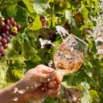 Winery-1912_Desktop_AZ